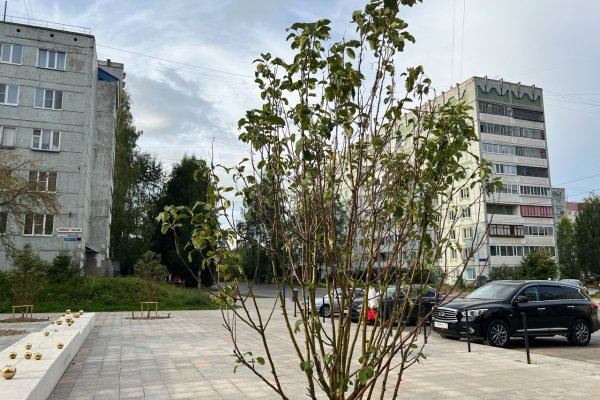 На Яблоневой аллее в Сыктывкаре посадили новые саженцы