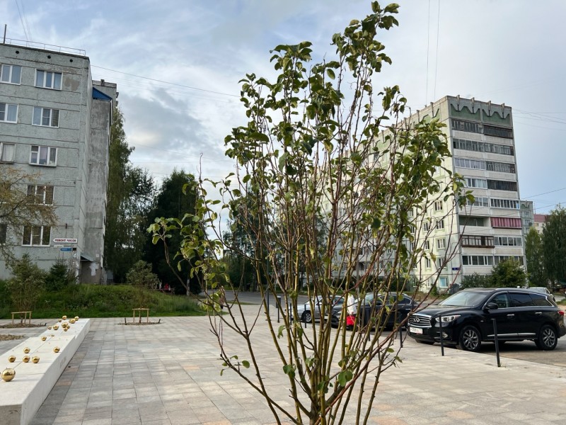 На Яблоневой аллее в Сыктывкаре посадили новые саженцы