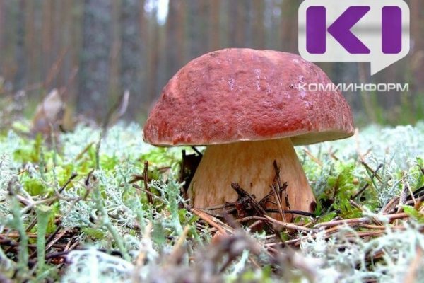 Прогнозы на продуктивный грибной сезон в Коми благоприятные - ученый-миколог Дмитрий Кириллов 