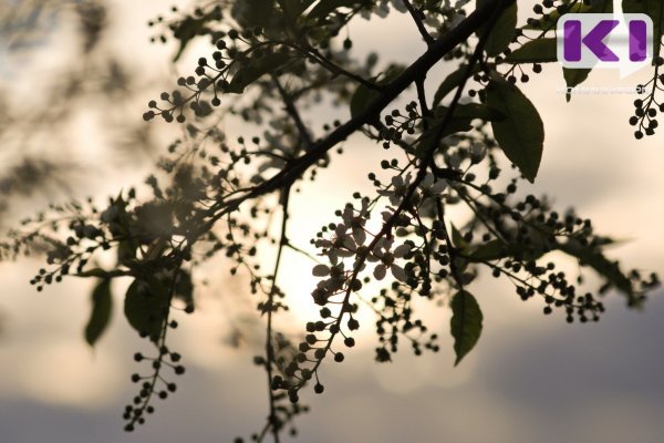 Погода в Коми 26 августа: местами кратковременный дождь, на севере сильный