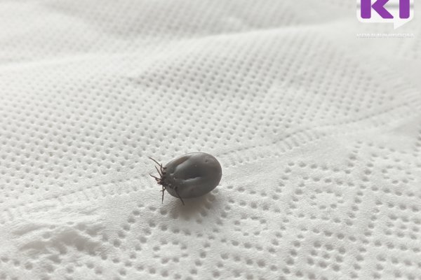 Девять жителей Коми пострадали от укусов клещей за неделю