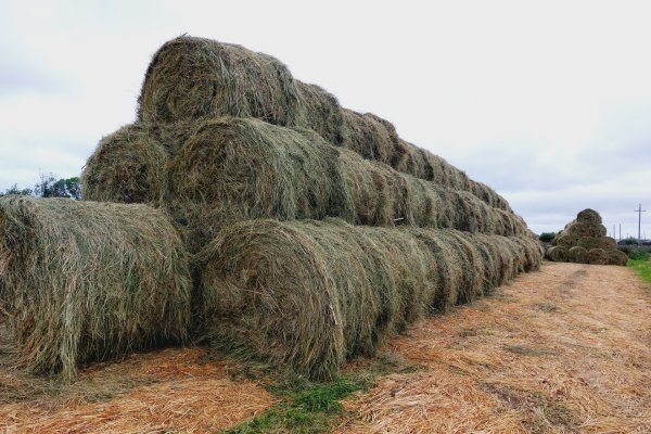 Фермеры Усть-Цилемского района обеспечили запас кормов благодаря господдержке и соблюдению технологии

