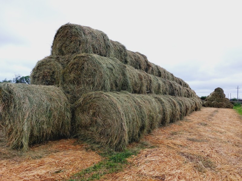 Фермеры Усть-Цилемского района обеспечили запас кормов благодаря господдержке и соблюдению технологии

