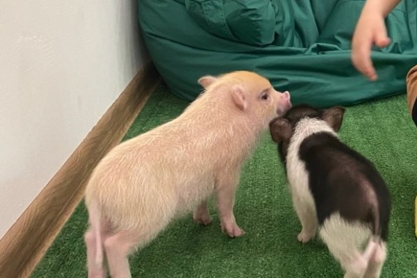 В Сыктывкаре в антикафе показывали слишком маленьких свинок без лицензии

