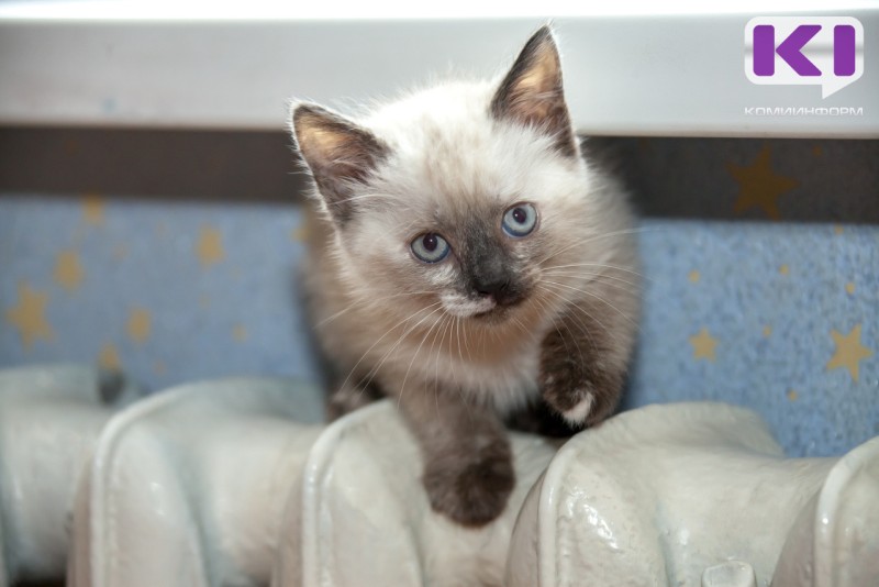 В Ухте начинается отопительный сезон