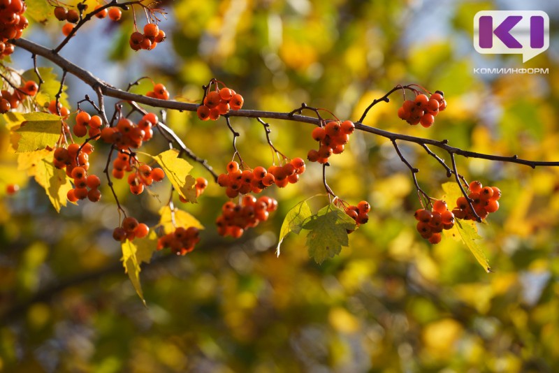 Погода в Коми 4 сентября: сухо, +19°С