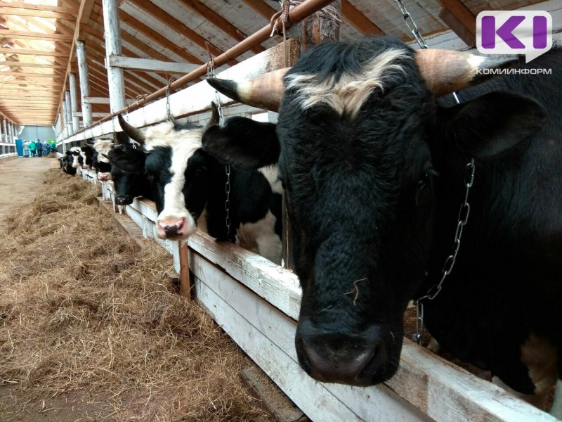 В Коми выросли надои молока: новые лидеры и рекорды отрасли

