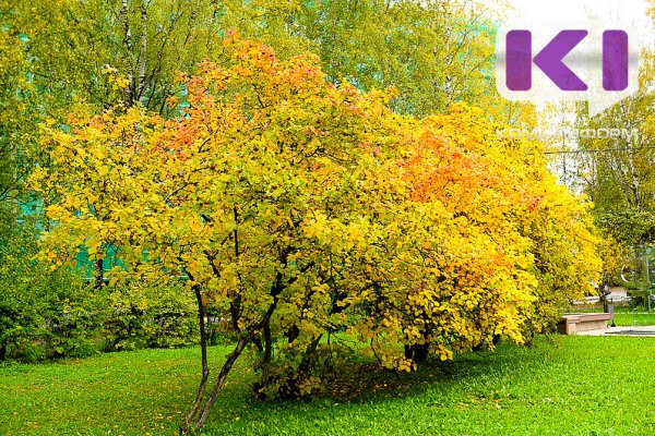 Погода в Коми 6 сентября: тепло и без осадков