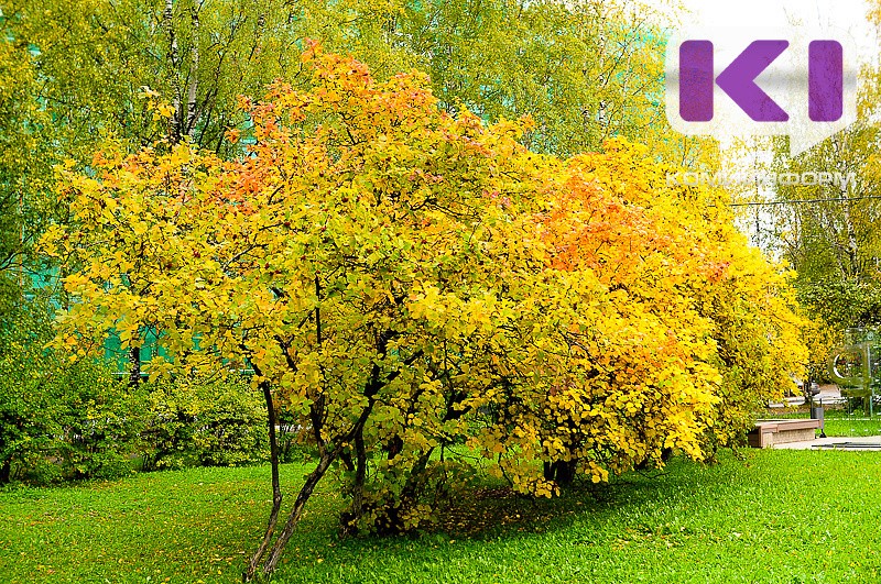 Погода в Коми 6 сентября: тепло и без осадков