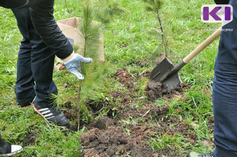 Как в Коми принять участие в акции "Сохраним лес"