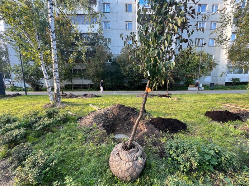На Яблоневой аллее в Сыктывкаре в третий раз за лето высадили саженцы