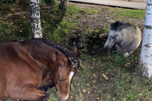 Жителей Краснозатонского возмутил неухоженный вид бесхозных лошадей