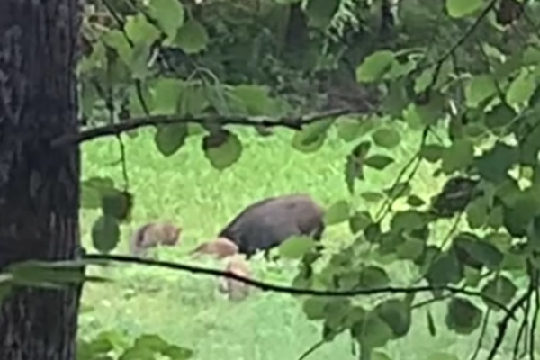 Жители деревни в Усть-Вымском районе страдают от нашествия кабанов