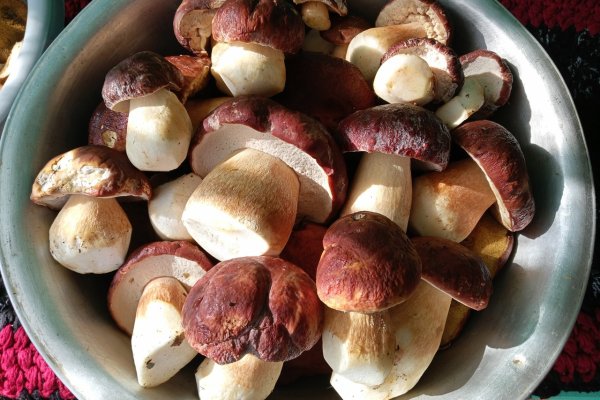 Грибное изобилие: жители Коми делятся в соцсетях фотографиями даров леса