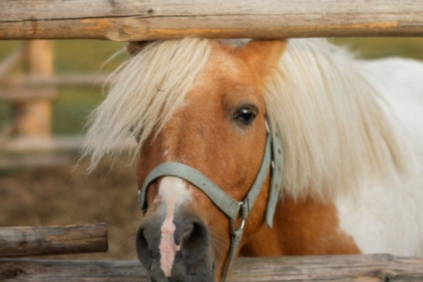 Под Сыктывкаром открывается приют для лошадей