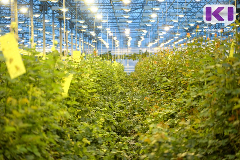 КЭСК и Регоператор Севера заявили о долгах совхоза "Пригородный" 