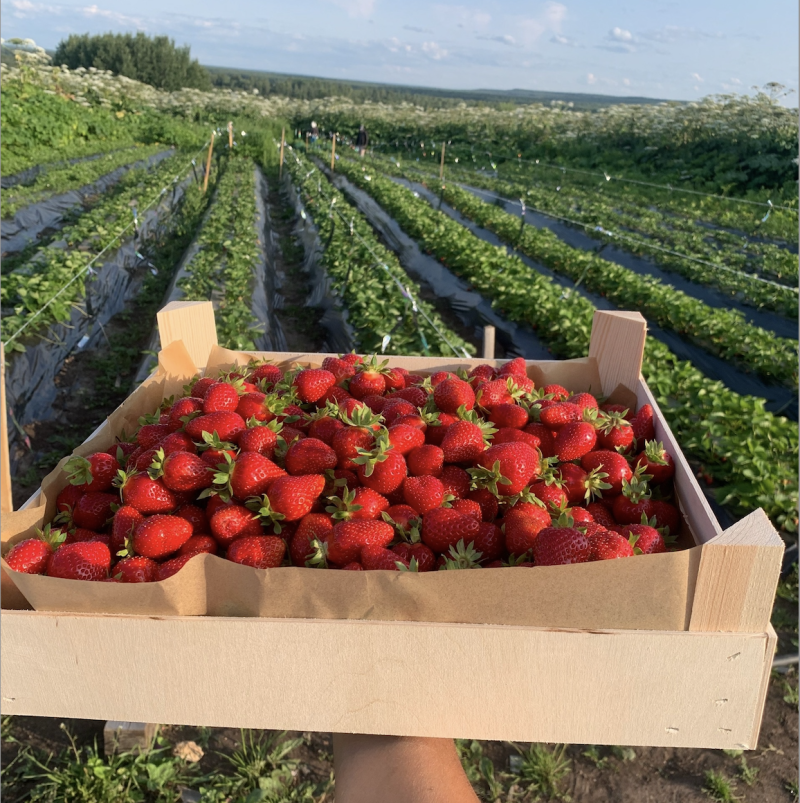 В Сыктывдинском районе борщевик уступил место клубнике: ремонтантные сорта радуют урожаем даже осенью