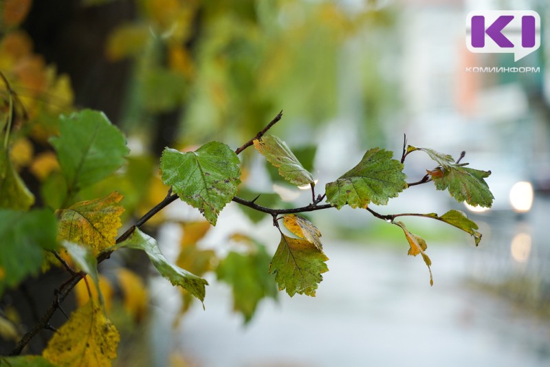 Погода в Коми 24 сентября: небольшой дождь, +7...+12°С