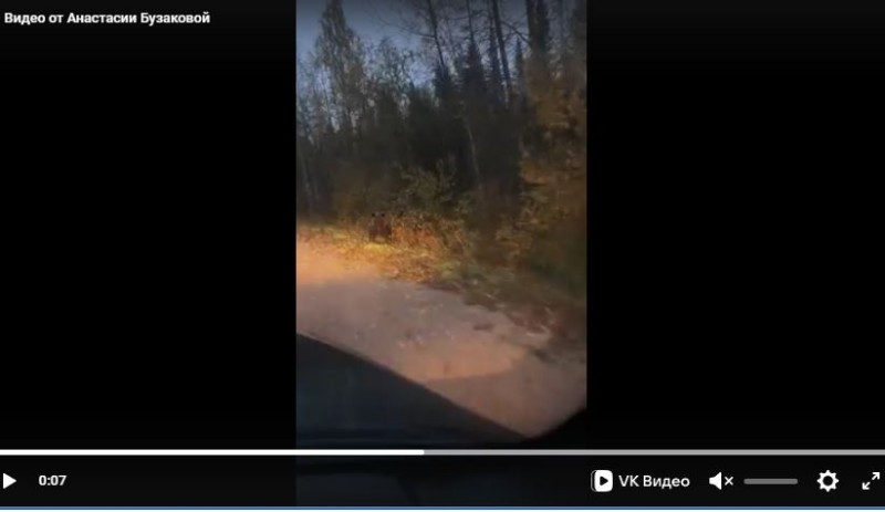 Косолапый вышел в район аэродрома в Кослане 