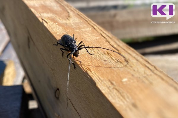 На территории Коми установлены три карантинные фитосанитарные зоны по усачам 

