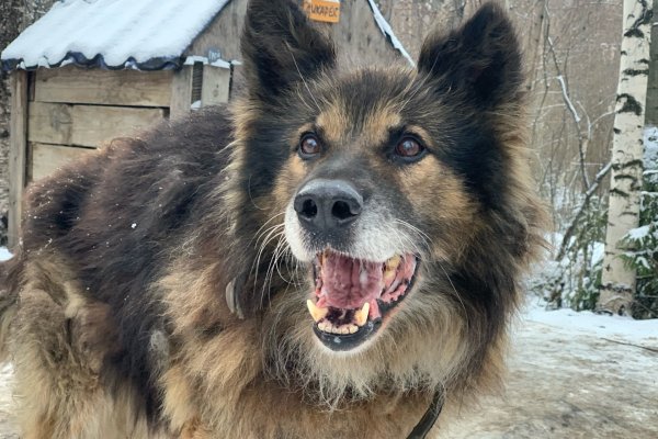 Сыктывкарский приют для животных нуждается в крепких хозяйках 