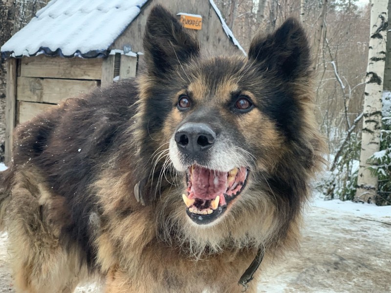 Сыктывкарский приют для животных нуждается в крепких хозяйках 