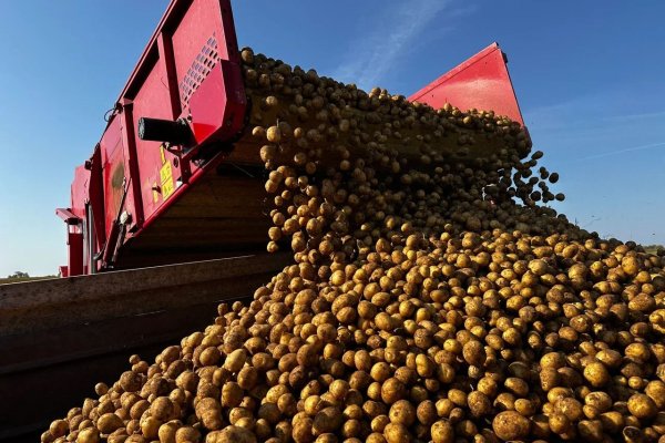 Аграрии Коми продолжают уборку картофеля и овощей

