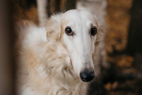 Завершены поиски уникальной русской борзой из этнопарка 