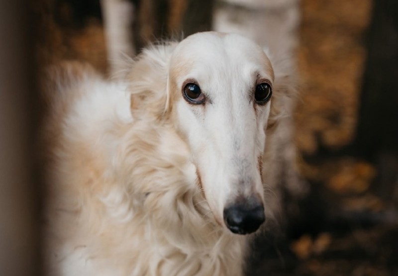 Завершены поиски уникальной русской борзой из этнопарка "Лозымская пуща"