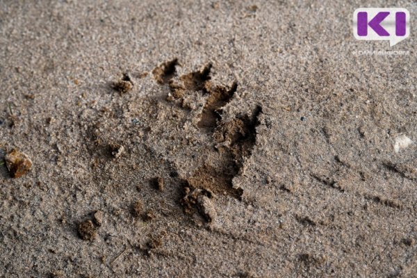 Сотрудники полиции и Росгвардии патрулируют места выхода медведей в г.Микунь