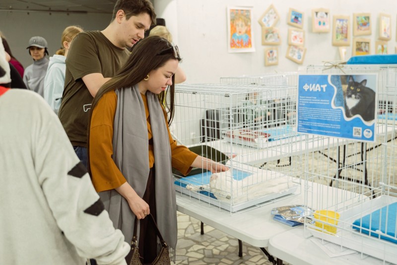 Пойдем домой: в Сыктывкаре вновь пройдет благотворительный фестиваль-пристройство кошек