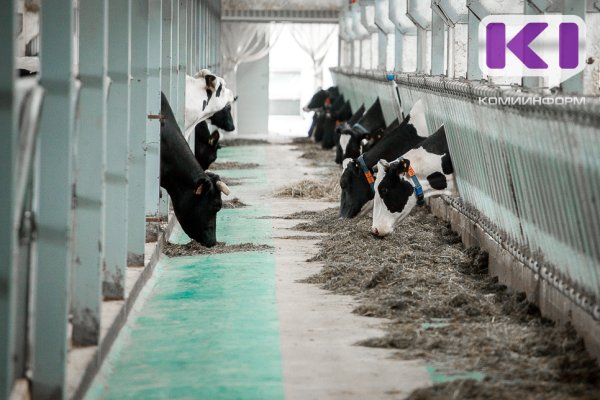 В Коми коровы стали давать больше молока