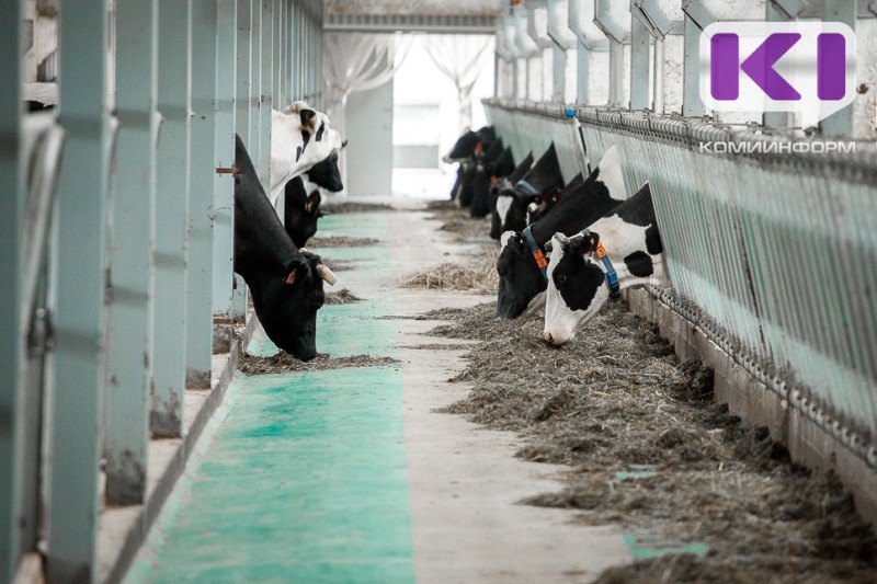 В Коми коровы стали давать больше молока