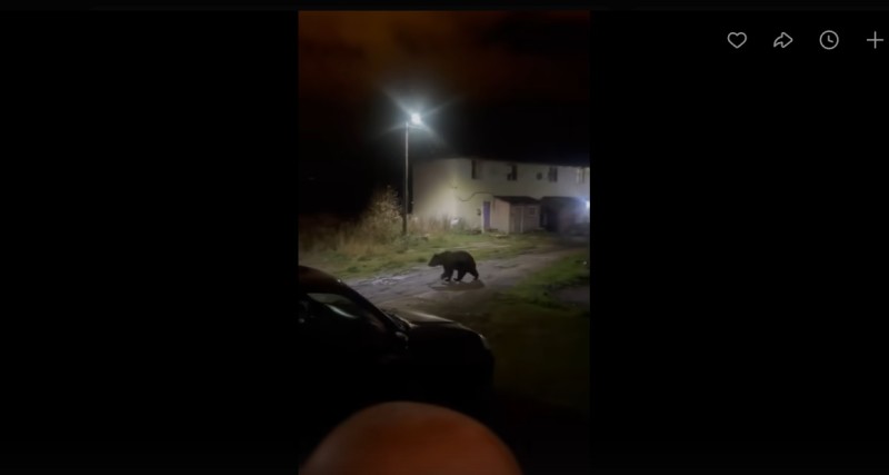 Жители Сосногорска делятся колоритными видео с медведем в городе 