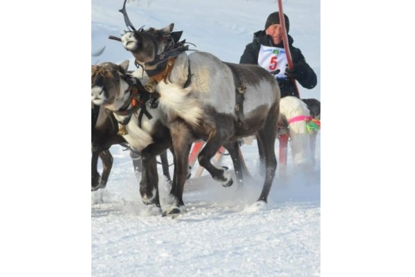 В Коми гибель оленевода с упряжкой под лавиной связали с производством 