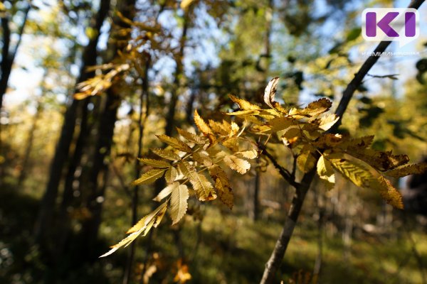 Погода в Коми: облачно, +7...+12°С