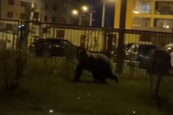 На улицах Ухты заметили медведей