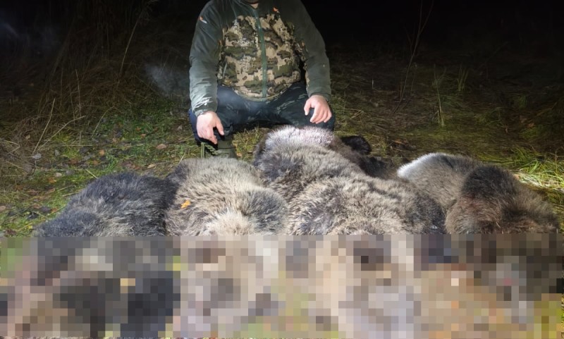 В Микуне отстрелили четырех медведей, создававших опасность для жителей города и дачных сообществ