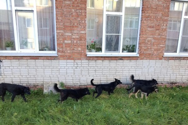 Вместо отстрелянных медведей на улицы Микуня вышла стая безнадзорных собак