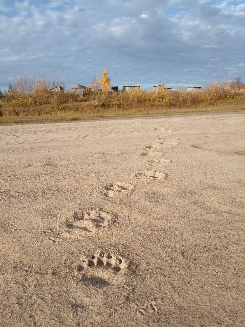 Жители удорского села Пучкома обнаружили на пляже следы крупного медведя