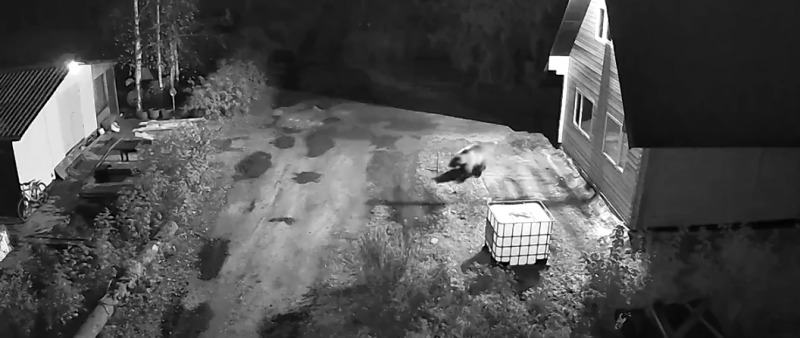 В ухтинском поселке Ярега зафиксирован случай появления медведя возле школы