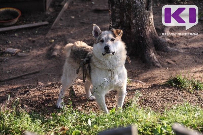 Администрация Эжвы выплатит компенсацию 14-летней девочке, пострадавшей от нападения беспризорной собаки