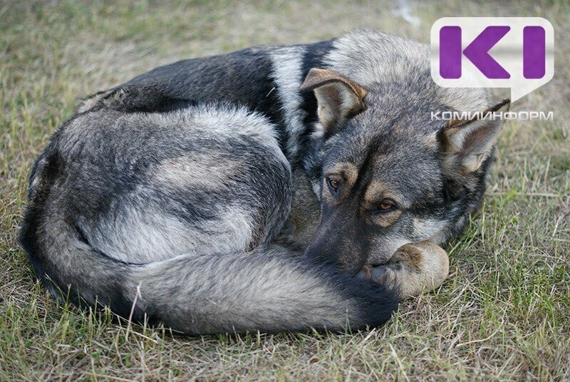 В Усть-Цилемском районе ищут подрядную организацию, которая займется отловом безнадзорных собак