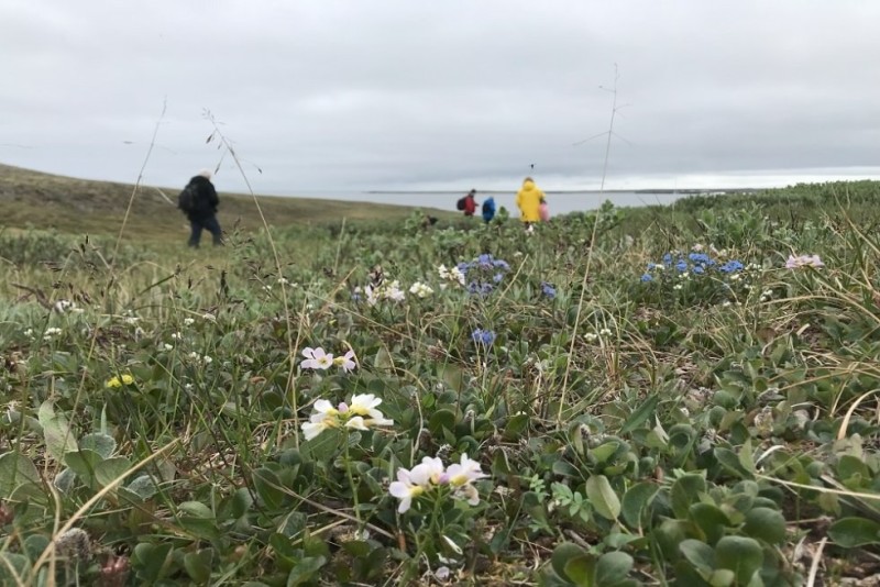 Ученые Коми обеспокоены снижением числа редких видов растений в заказнике "Каньон реки Ния-ю"