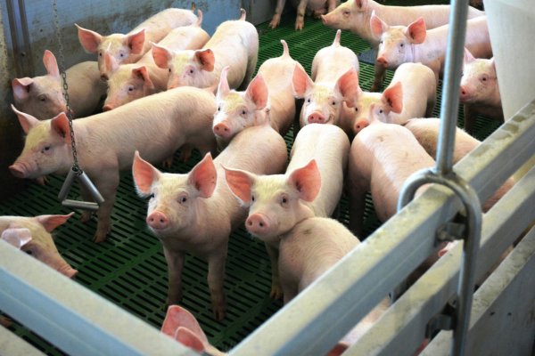 В Коми повышается индекс производства пищевых продуктов