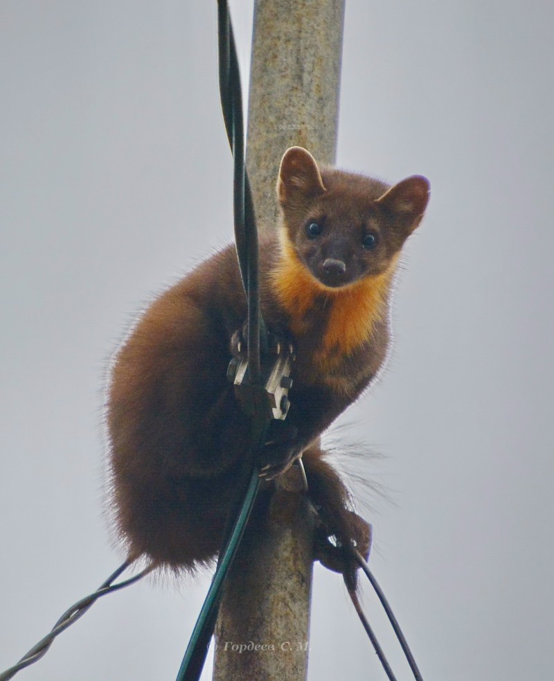 Жители Усогорска пытались спасти куницу, загнанную собаками на громоотводную трубу