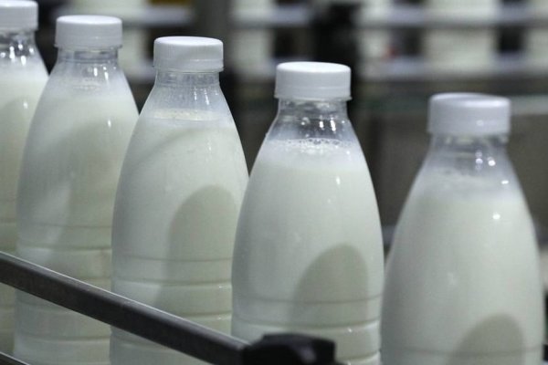 Производство молока и мяса в Коми показывает уверенный рост