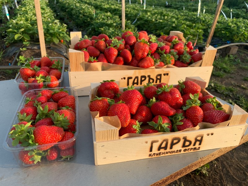 Начинающие фермеры Коми получили господдержку на 130 млн рублей