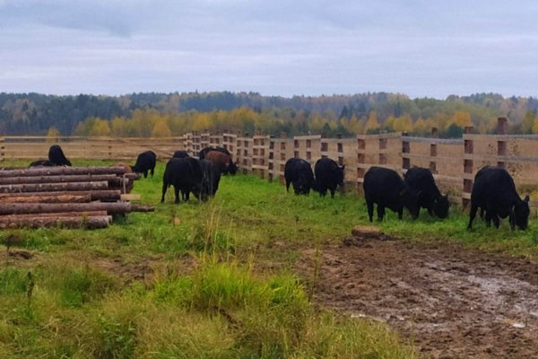 Проект по развитию мясного животноводства в Прилузском районе получил господдержку