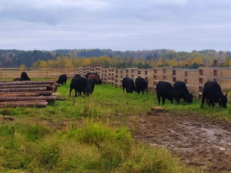 Проект по развитию мясного животноводства в Прилузском районе получил господдержку